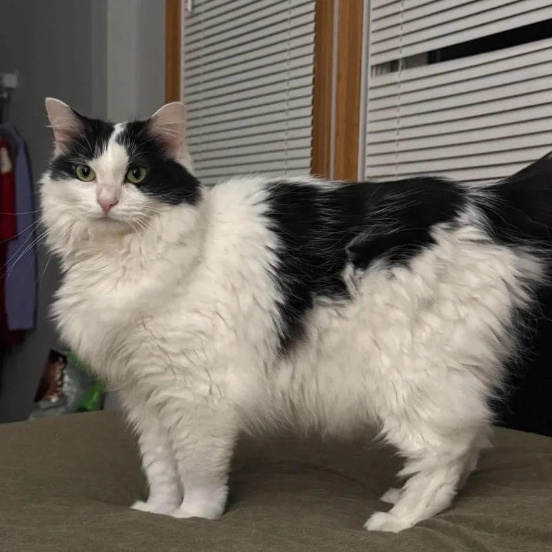 An adult small-sized female Domestic Long Hair cat named Sasha for adoption in Stoughton, WI