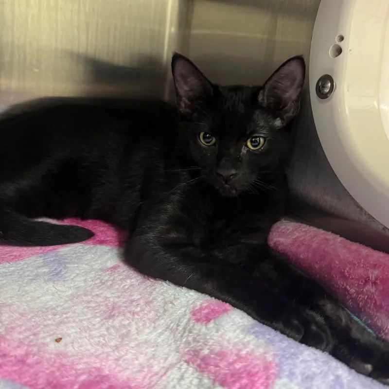 A baby small-sized male Black Domestic Short Hair cat named Cilantro for adoption in Middleburg, FL