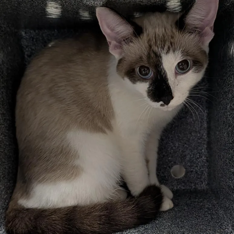 A young medium-sized female Domestic Short Hair cat named Boston Creme for adoption in Greenville, SC