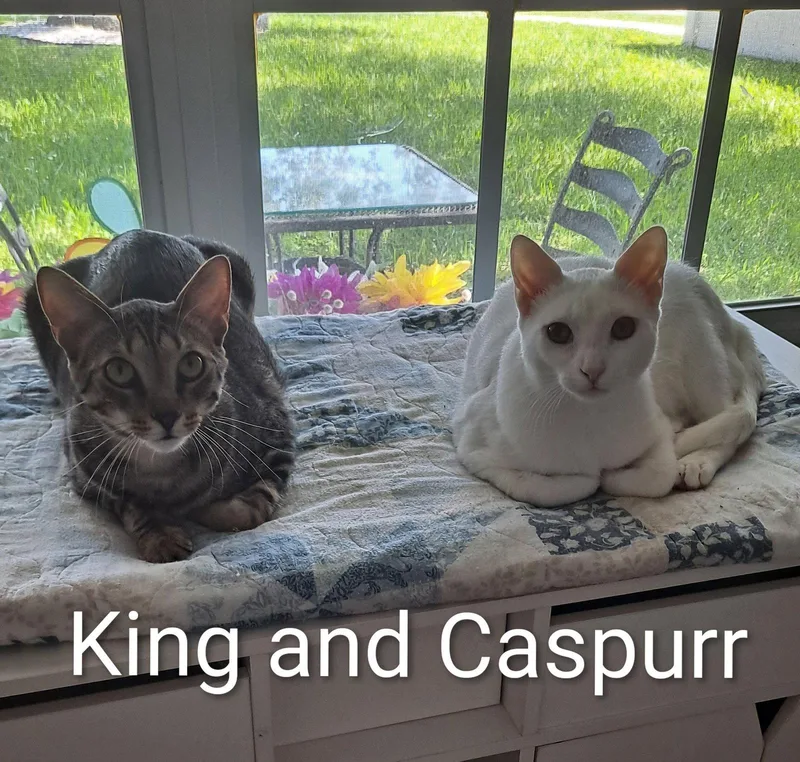 King thumbnail 2