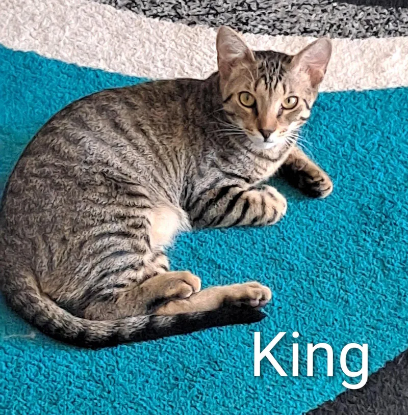 King thumbnail 3