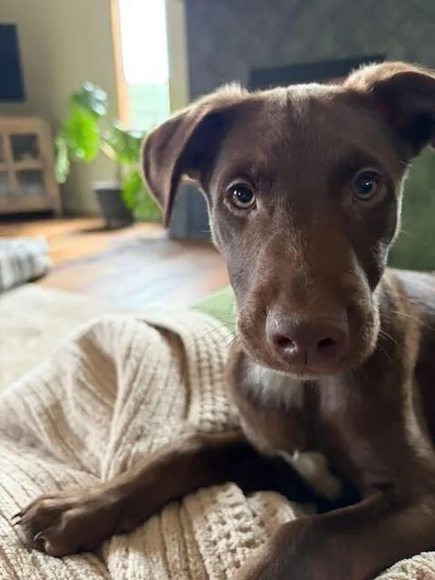 A baby medium-sized male Shepherd dog named Landon for adoption in Broomfield, CO