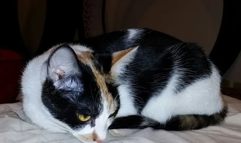 Merideth Ii thumbnail 2