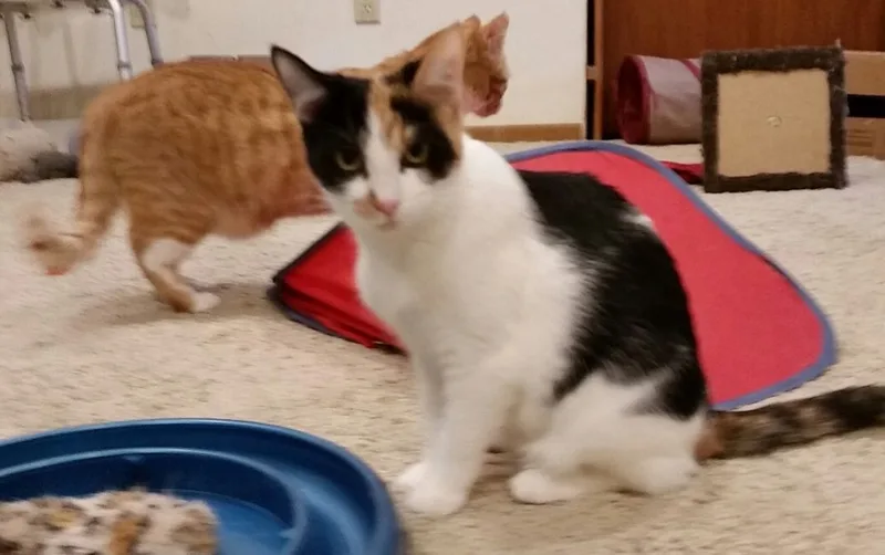 Merideth Ii thumbnail 3