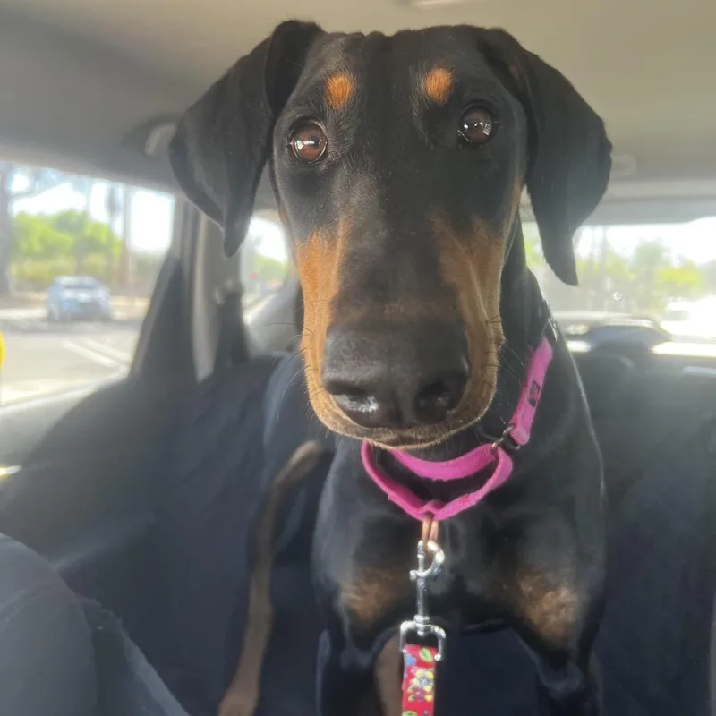A young large-sized male Doberman Pinscher dog named Marci for adoption in Myakka City, FL