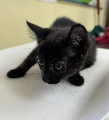 A baby small-sized female Domestic Short Hair cat named Olive for adoption in Santa Maria, CA