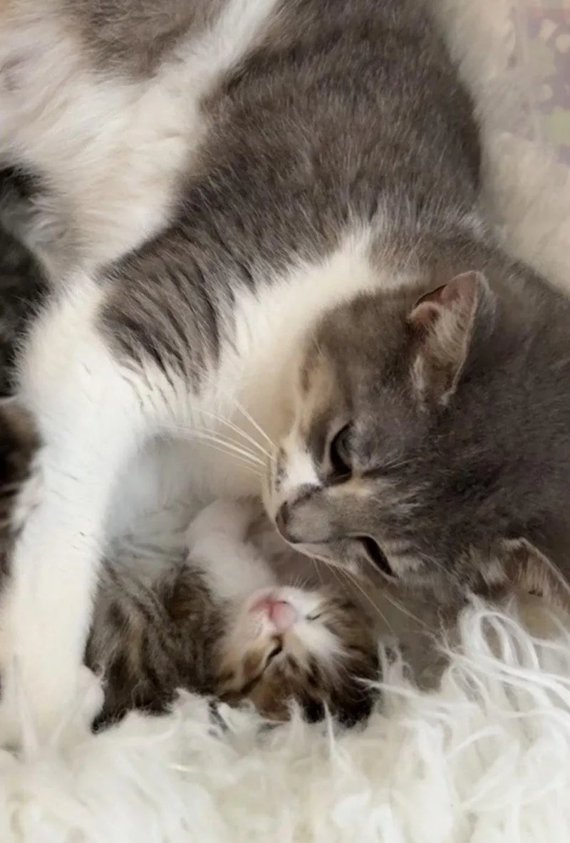 An adult medium-sized female Gray & White Domestic Short Hair cat named Abby Rose for adoption in Walled Lake, MI