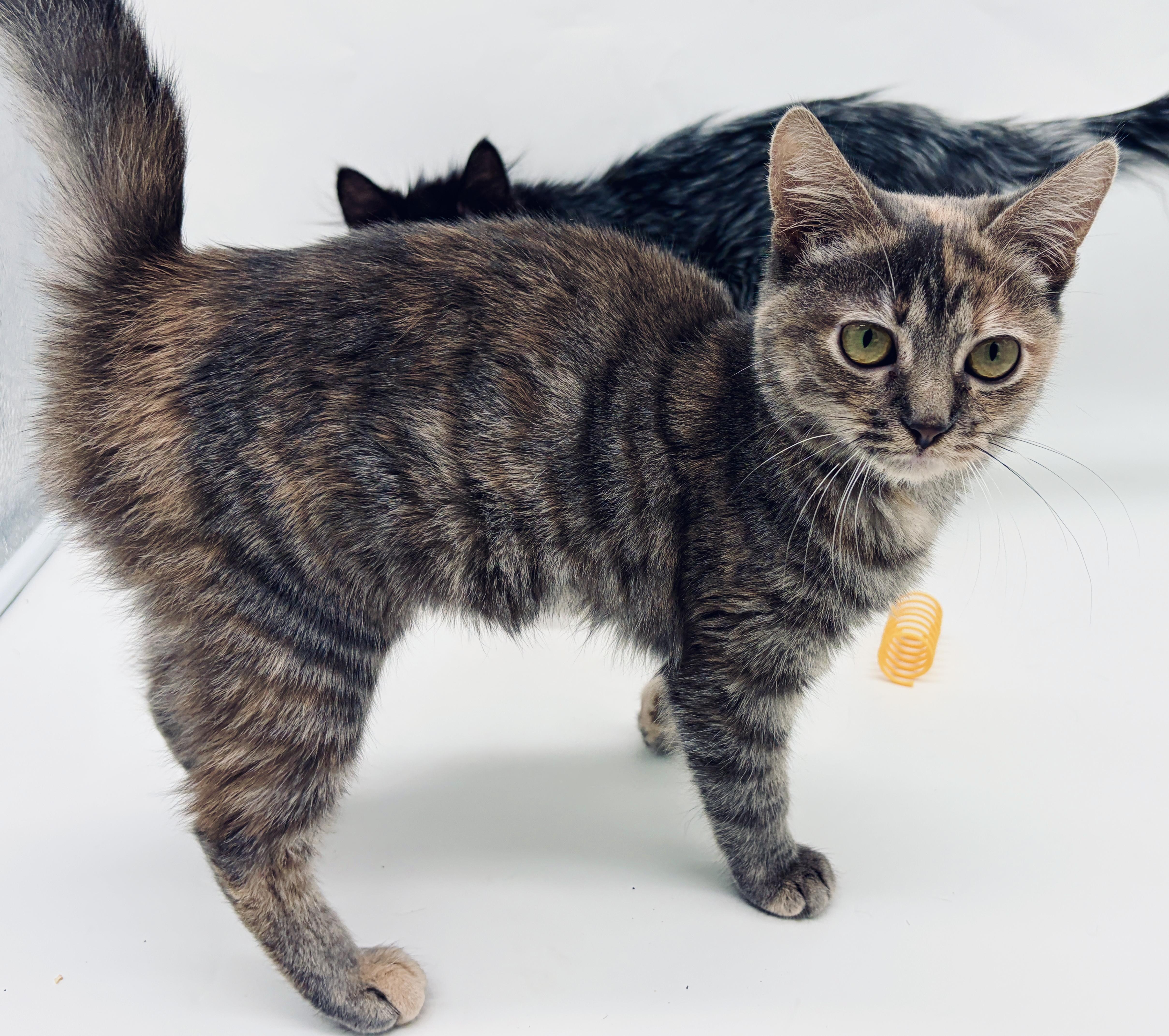 A baby small-sized female Dilute Tortoiseshell cat named Myka for adoption in Lucedale, MS