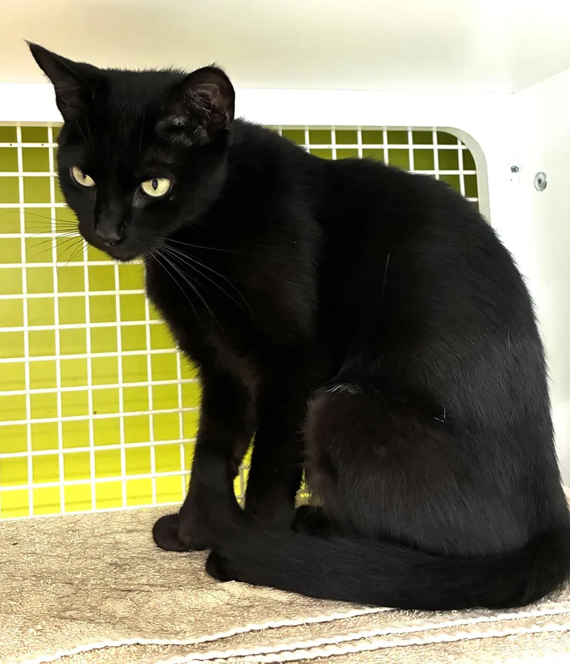 A young medium-sized female Black Domestic Short Hair cat named Misty for adoption in Bridgeport, CT