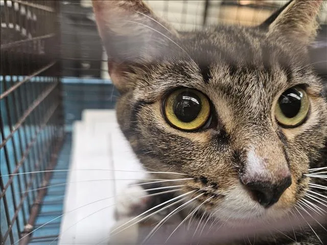 An adult medium-sized female Domestic Short Hair cat named Fifi for adoption in Los Angeles, CA