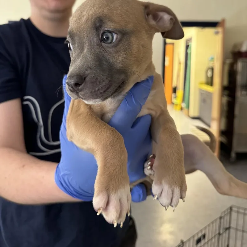 A baby small-sized female Yellow / Tan / Blond / Fawn Pit Bull Terrier dog named Mothra for adoption in Charlottesville, VA