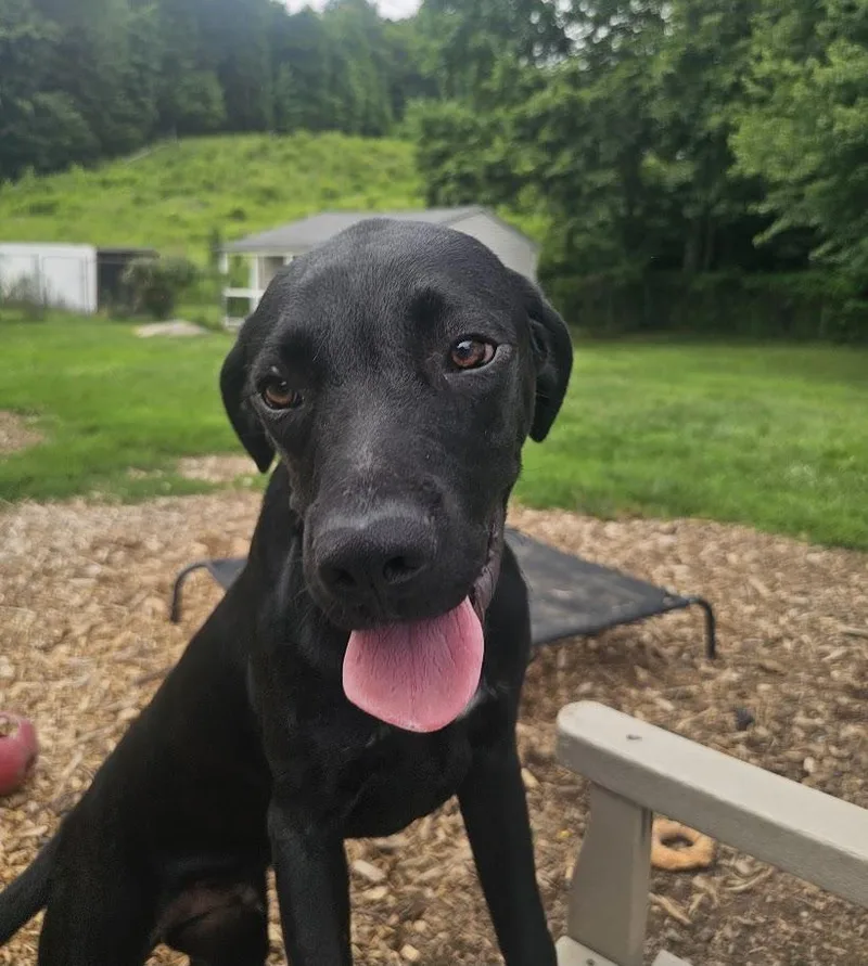 A young large-sized male Black Labrador Retriever dog named River for adoption in Ringwood, NJ