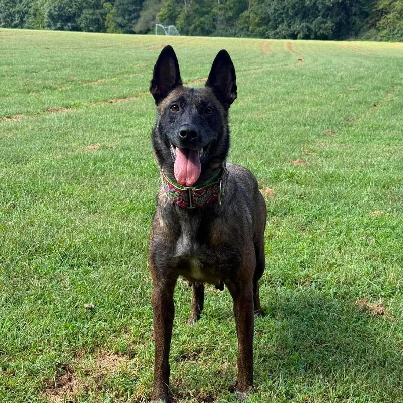 An adult large-sized female Brown / Chocolate Dutch Shepherd dog named Moira for adoption in Overland Park, KS