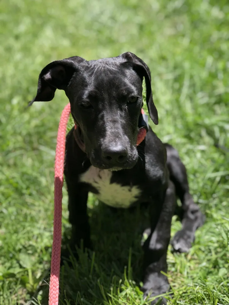 A young extra large-sized female Great Dane dog named Junie for adoption in Elkins, WV