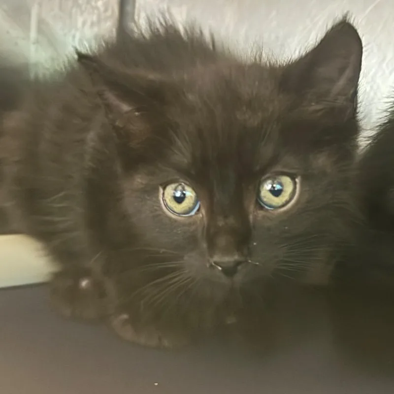 A baby medium-sized female Domestic Short Hair cat named Muggsy Bogues for adoption in Olean, NY