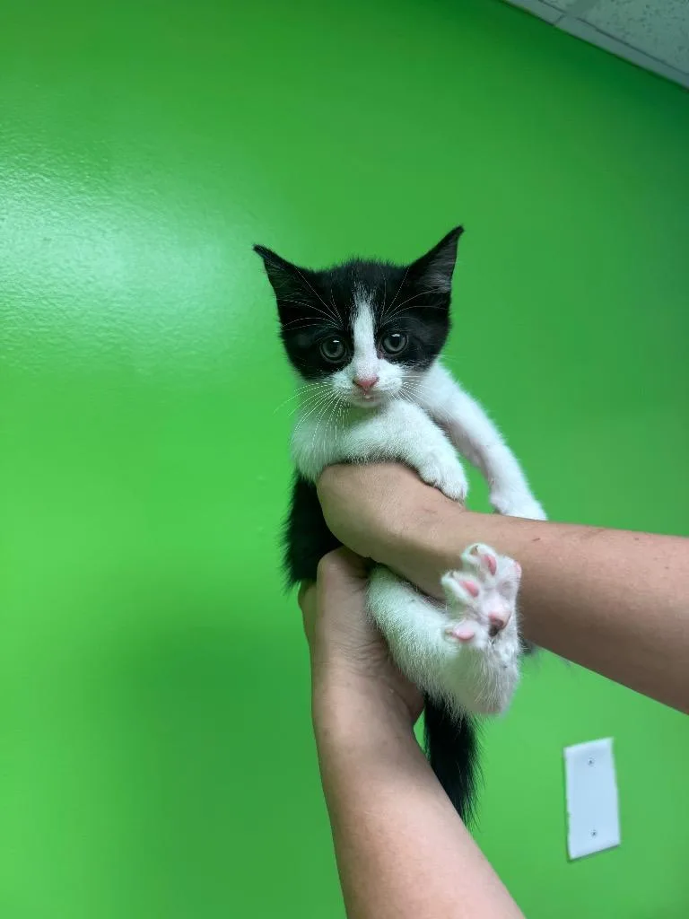 A baby medium-sized male Domestic Short Hair cat named Benny for adoption in Johnson City, TN