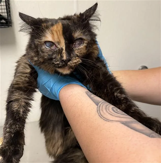 An adult medium-sized female Domestic Short Hair cat named A for adoption in Bakersfield, CA