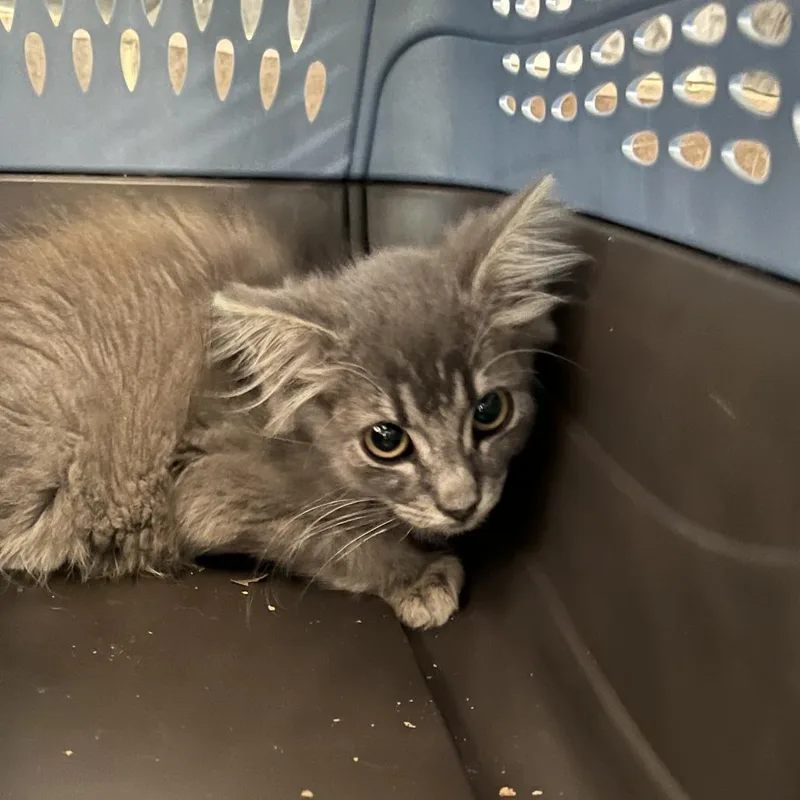 A baby small-sized female Gray / Blue / Silver Domestic Medium Hair cat named StrayMaconRoad for adoption in Columbus, GA