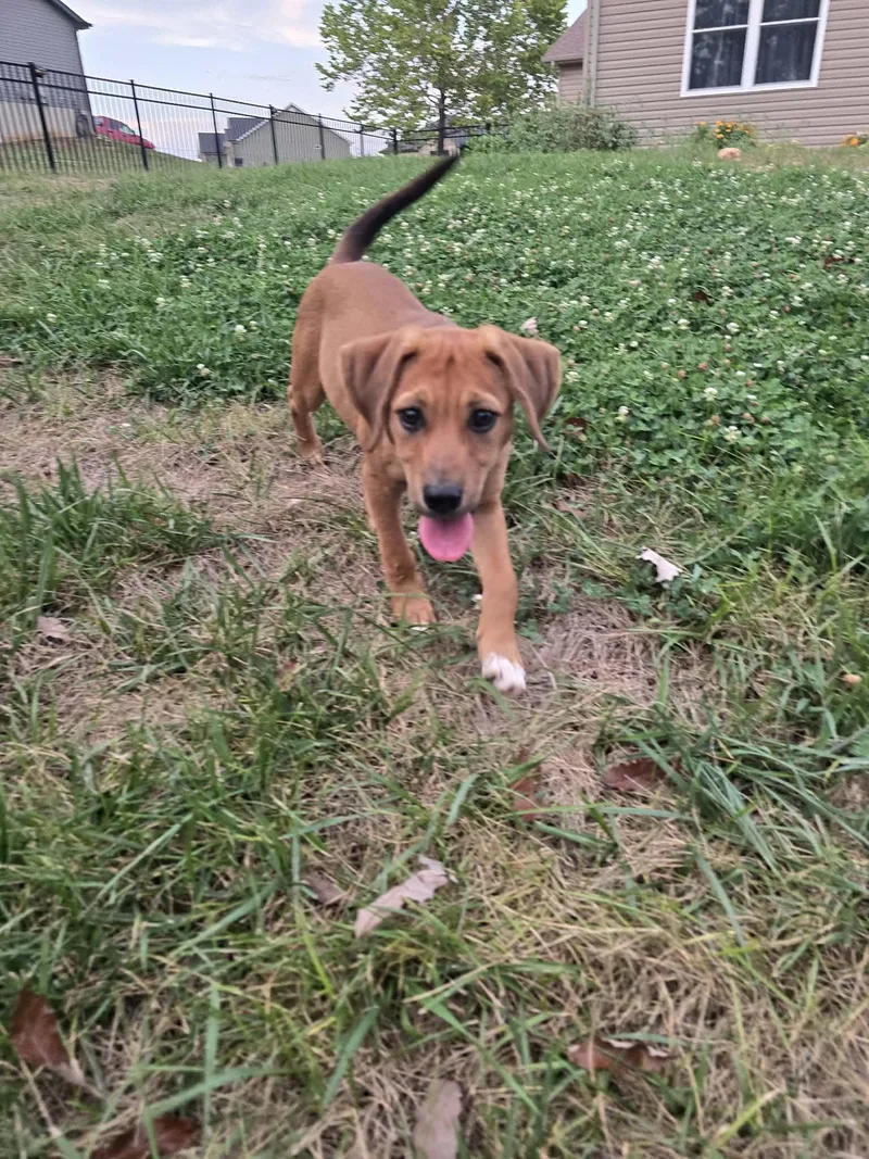 A baby medium-sized female Hound dog named Winnie for adoption in Barnhart, MO