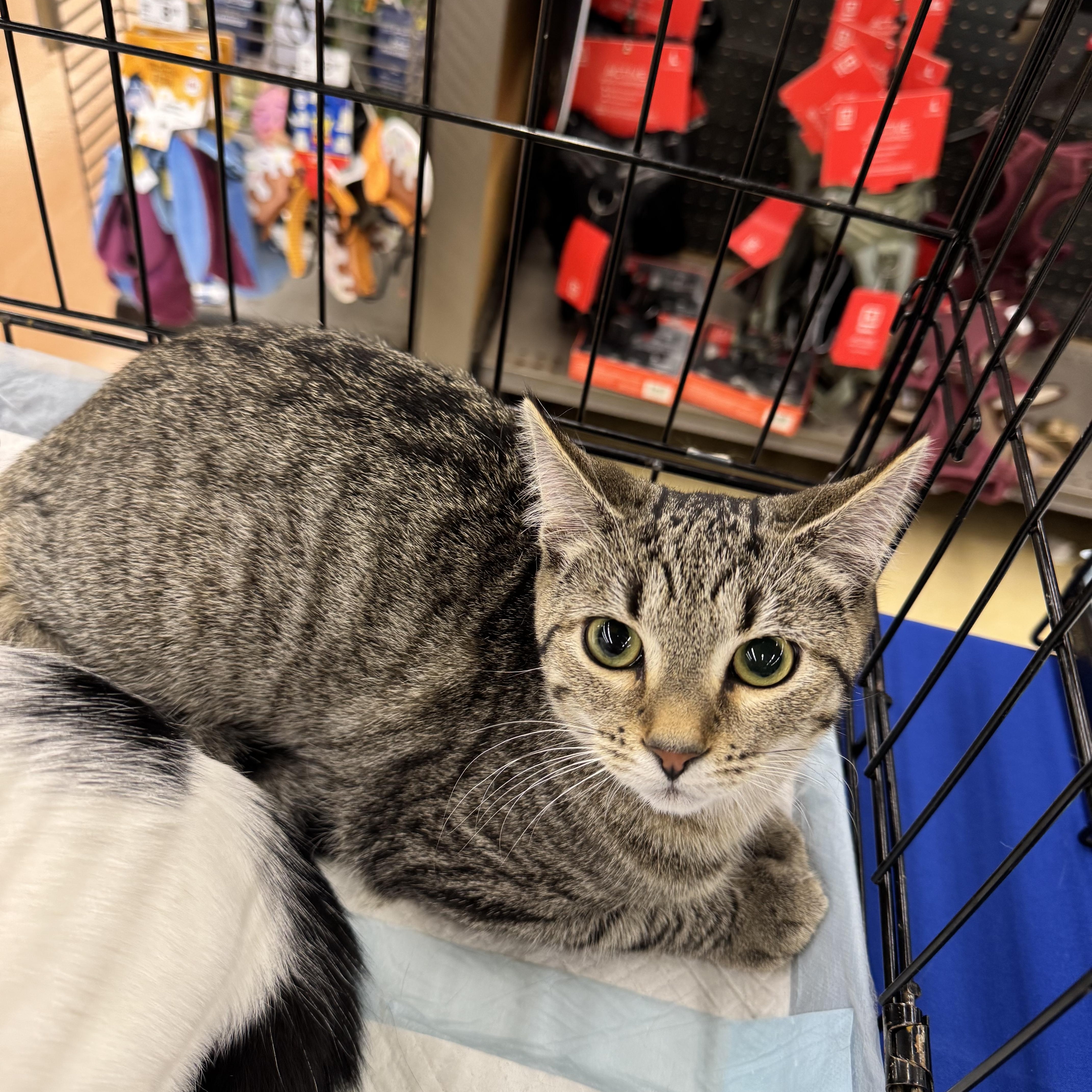 An adult medium-sized female Tabby (Buff / Tan / Fawn) Domestic Short Hair cat named Qtip for adoption in Easley, SC
