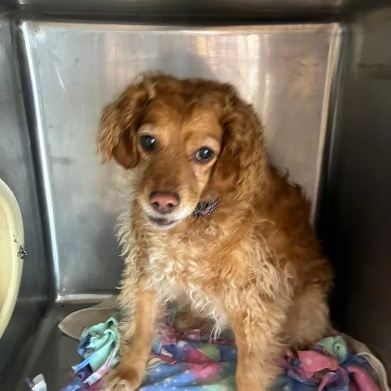 An adult small-sized female Yellow / Tan / Blond / Fawn Cocker Spaniel dog named Halo for adoption in Northbrook, IL