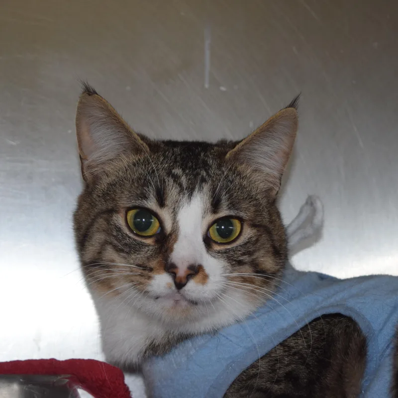 An adult medium-sized female Tabby (Brown / Chocolate) Domestic Short Hair cat named Kiva for adoption in Norwich, NY