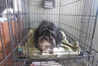 An adult small-sized male Yorkshire Terrier dog named Oreo for adoption in West Memphis, AR