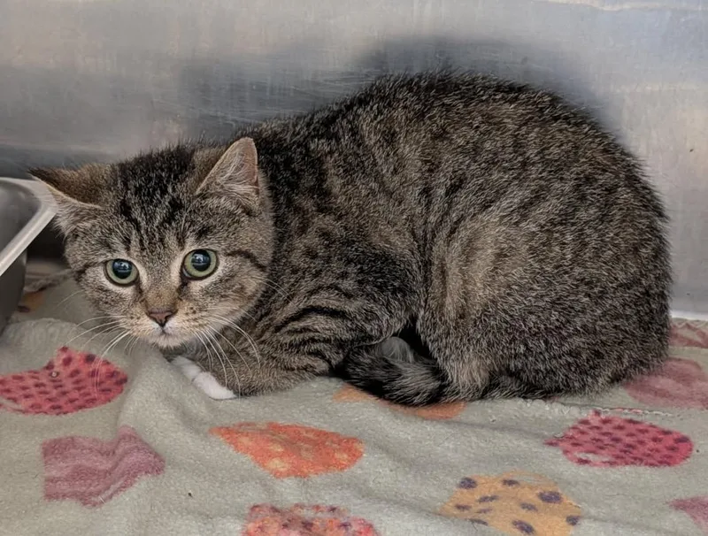 A baby medium-sized female Tabby (Brown / Chocolate) Tabby cat named Claudia for adoption in Marietta, OH