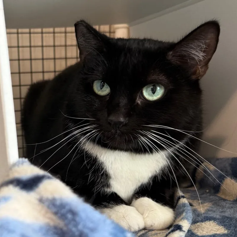 An adult medium-sized female Domestic Short Hair cat named Rainer for adoption in Cedaredge, CO