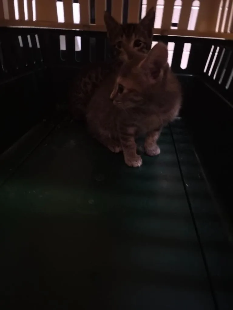 A baby medium-sized male Domestic Short Hair cat named Budget Cut for adoption in Rome, GA