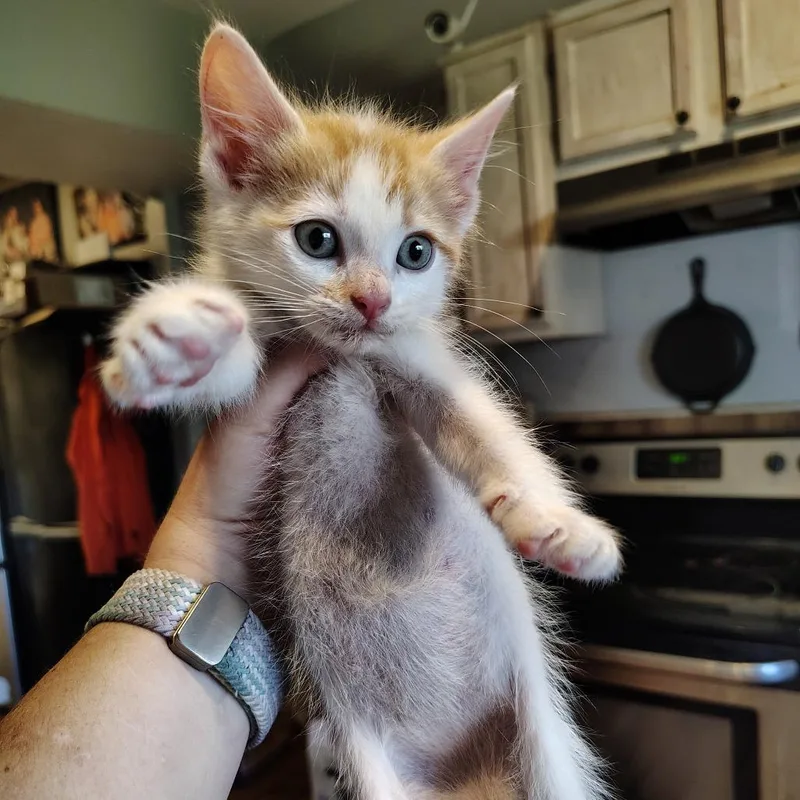 A baby small-sized male White Domestic Short Hair cat named Cupcake for adoption in Osawatomie, KS