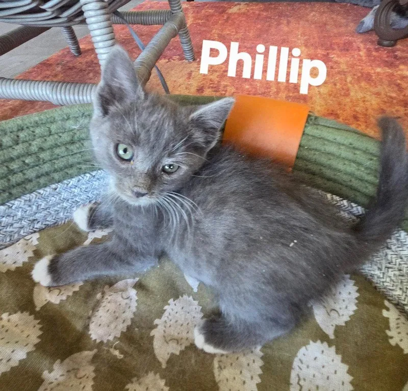 A baby small-sized male Domestic Short Hair cat named Phillip for adoption in Saint George, UT