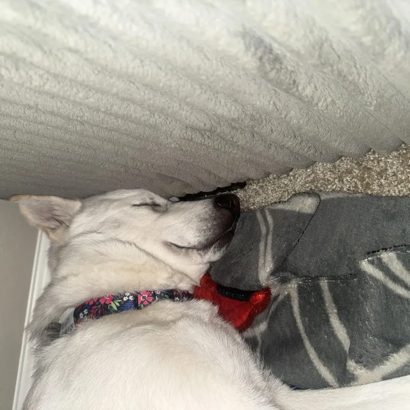 A baby medium-sized female White / Cream Canaan Dog dog named Riley for adoption in Torrance, CA