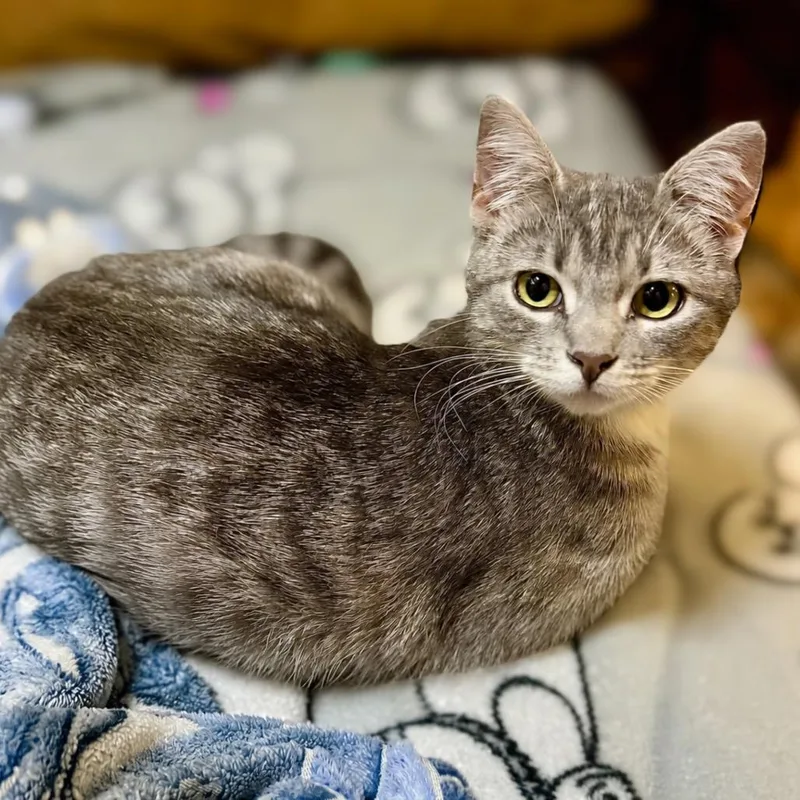 A young medium-sized female Gray / Blue / Silver Domestic Short Hair cat named Soju for adoption in Enid, OK