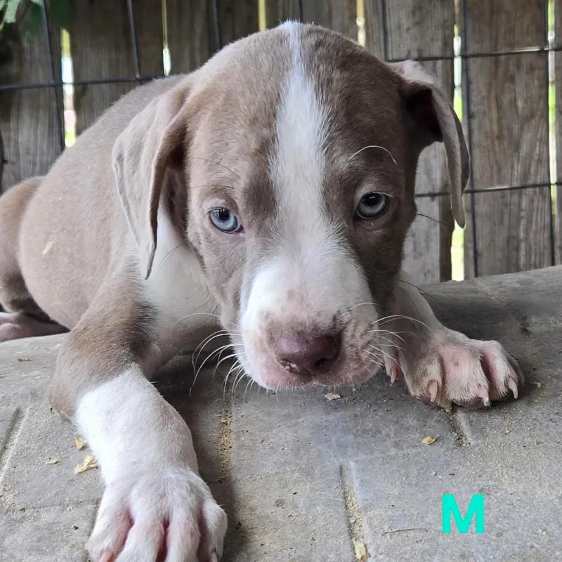A baby medium-sized male Gray / Blue / Silver Pit Bull Terrier dog named Jim Beam for adoption in Floresville, TX