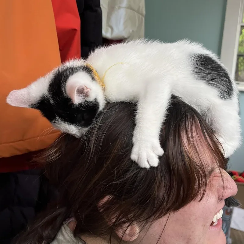A baby small-sized female Black Domestic Short Hair cat named Cold Soup for adoption in Springfield, MA