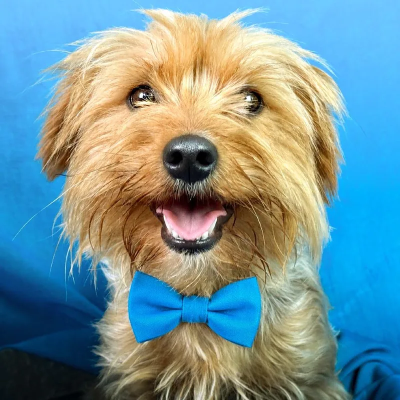 An adult small-sized male Bicolor Yorkshire Terrier dog named Frodo for adoption in Hondo, TX