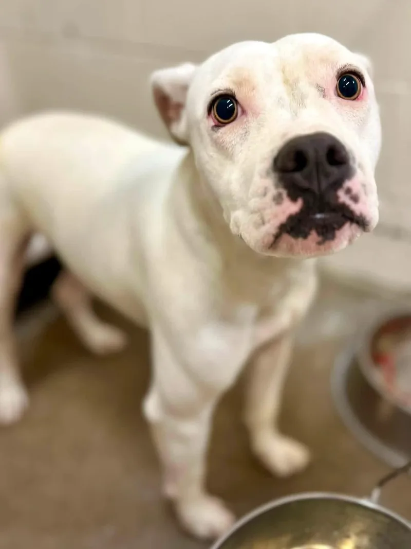 A young medium-sized female White / Cream Pit Bull Terrier dog named Roamy for adoption in Sherman, TX