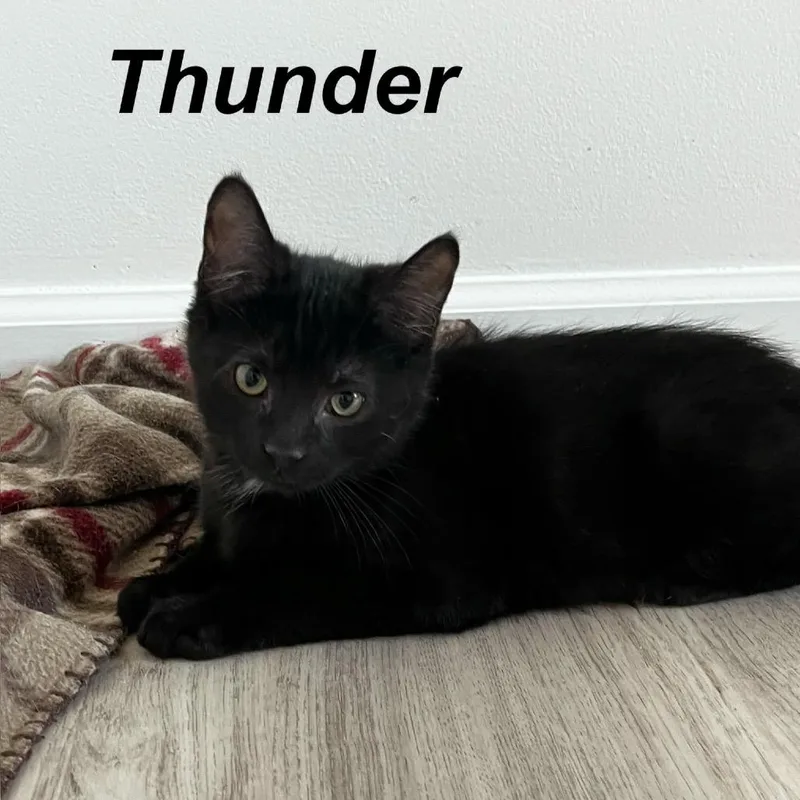 Thunder