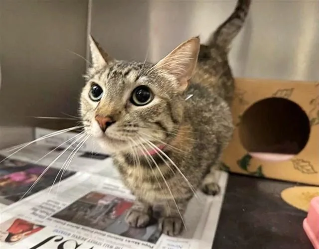 An adult small-sized female Domestic Short Hair cat named Moon for adoption in Saint Louis, MO