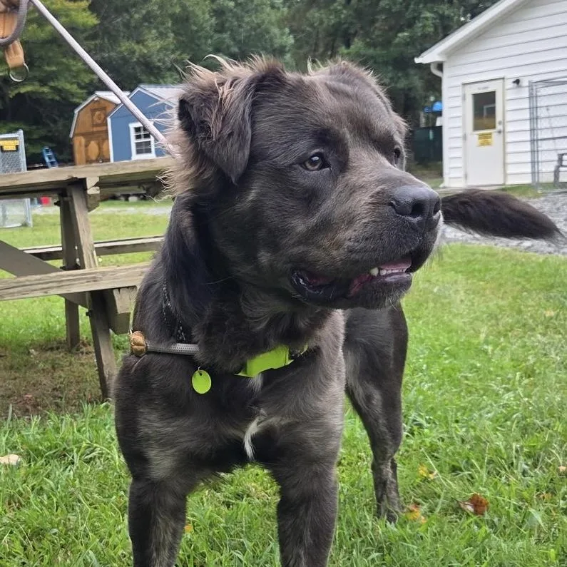 A young large-sized male Pit Bull Terrier dog named Fabio for adoption in Gloucester, VA