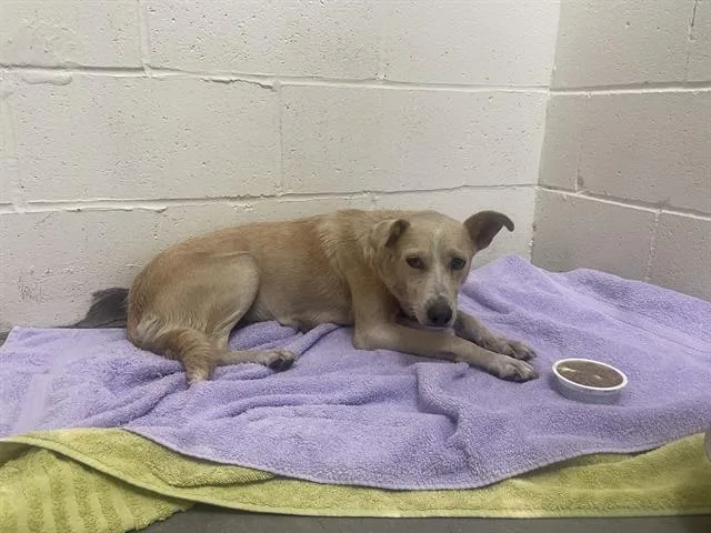 An adult medium-sized female Labrador Retriever dog named A for adoption in Rosenberg, TX