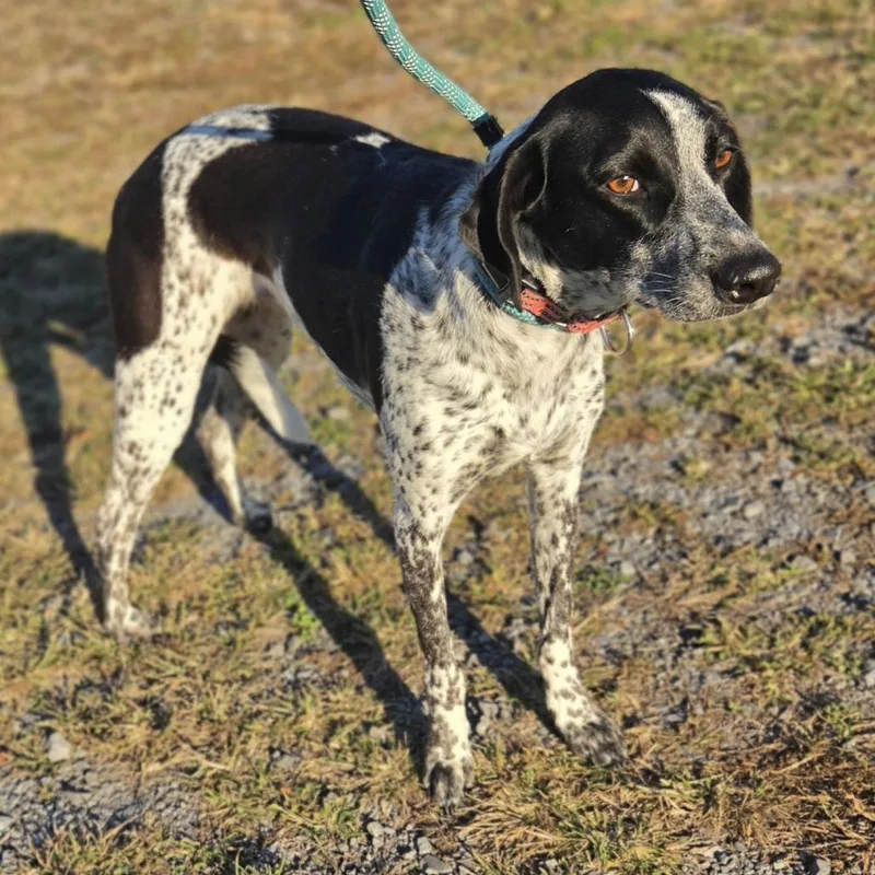 An adult medium-sized female White / Cream German Shorthaired Pointer dog named Asher for adoption in Fairfax, VA
