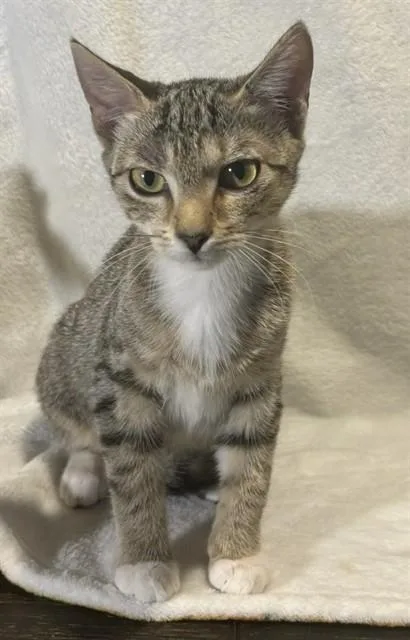 A baby small-sized female Domestic Short Hair cat named Kiara for adoption in Conroe, TX