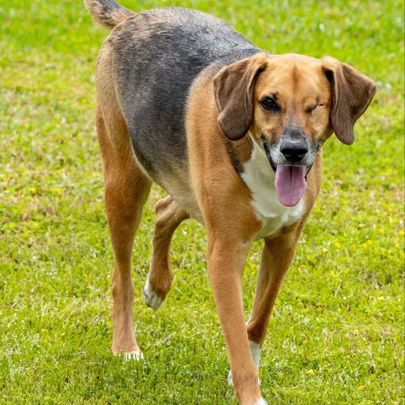 An adult medium-sized female Tricolor (Brown, Black, & White) Mixed Breed dog named Lucy Lou for adoption in Myrtle Beach, SC