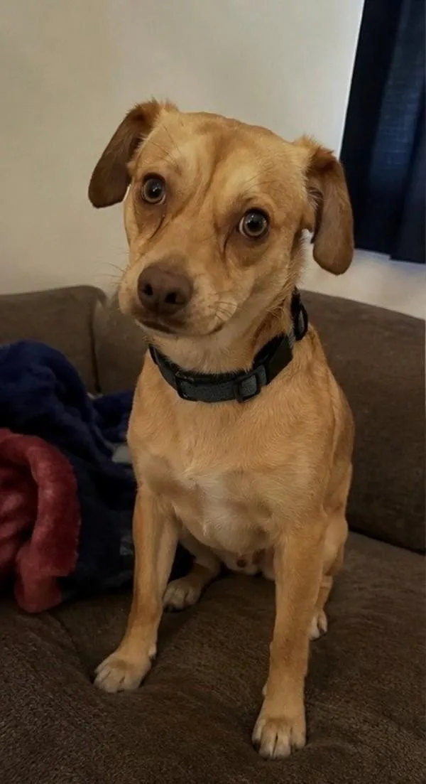 An adult small-sized male Terrier dog named Luffy for adoption in Skillman, NJ