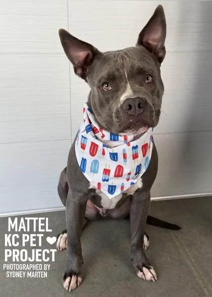 An adult large-sized male Gray / Blue / Silver Pit Bull Terrier dog named Mattel for adoption in Kansas City, MO