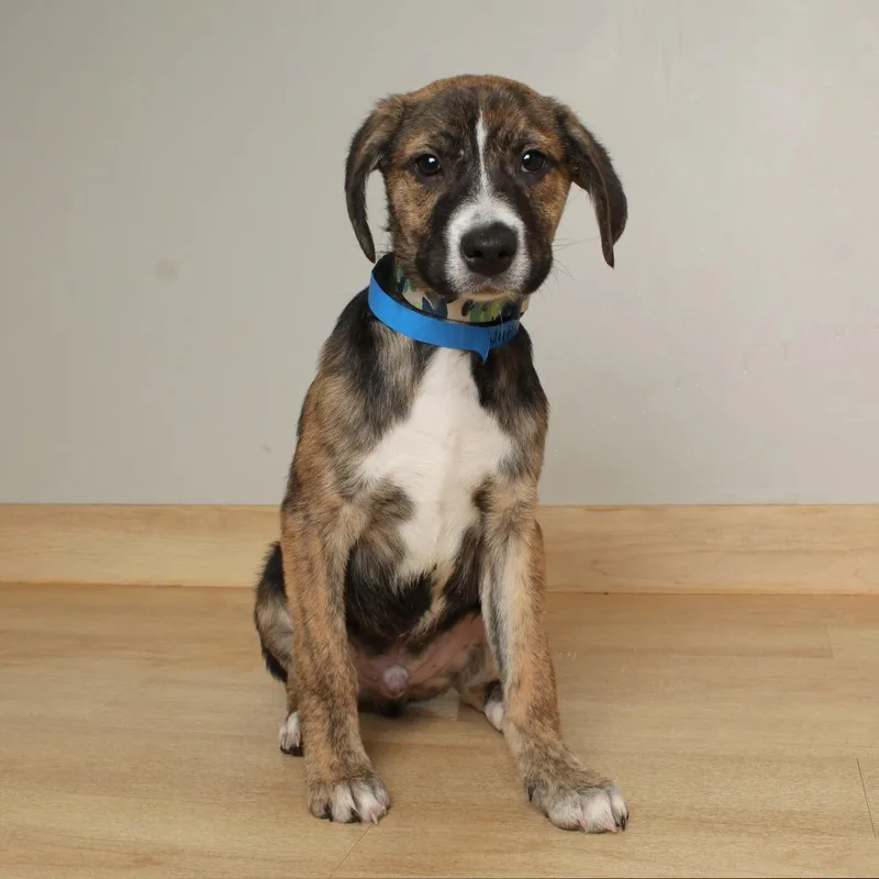 A baby medium-sized male Brindle Australian Shepherd dog named Nutter Butter D for adoption in Minnetonka, MN