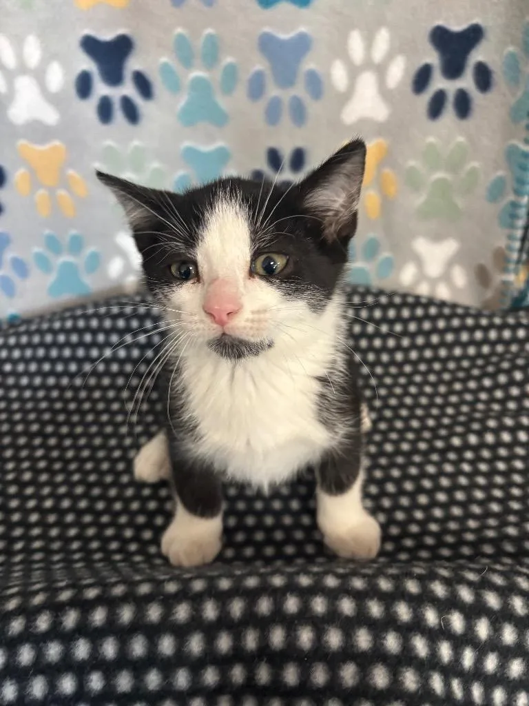A baby medium-sized male Domestic Short Hair cat named Tux for adoption in Wabash, IN