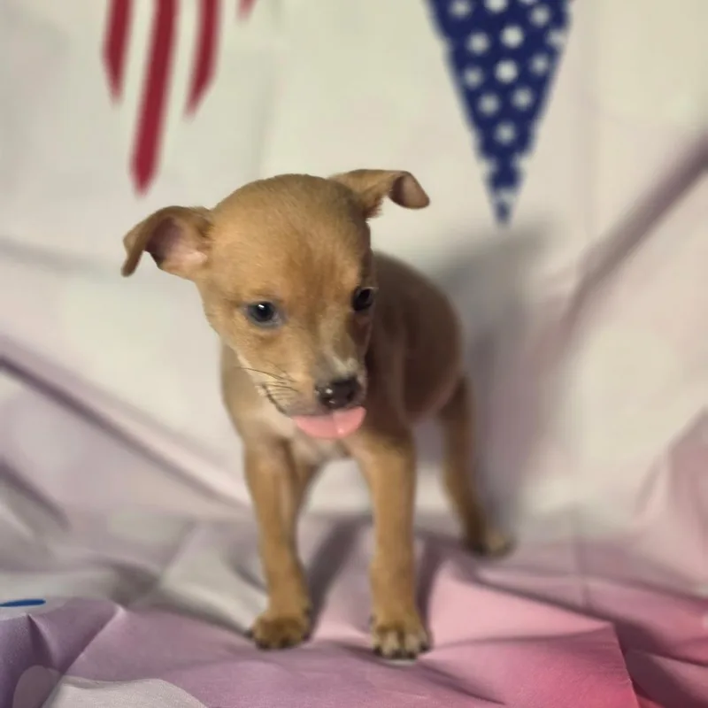A baby small-sized male Apricot / Beige Chihuahua dog named Sebastian AL for adoption in Austin, TX